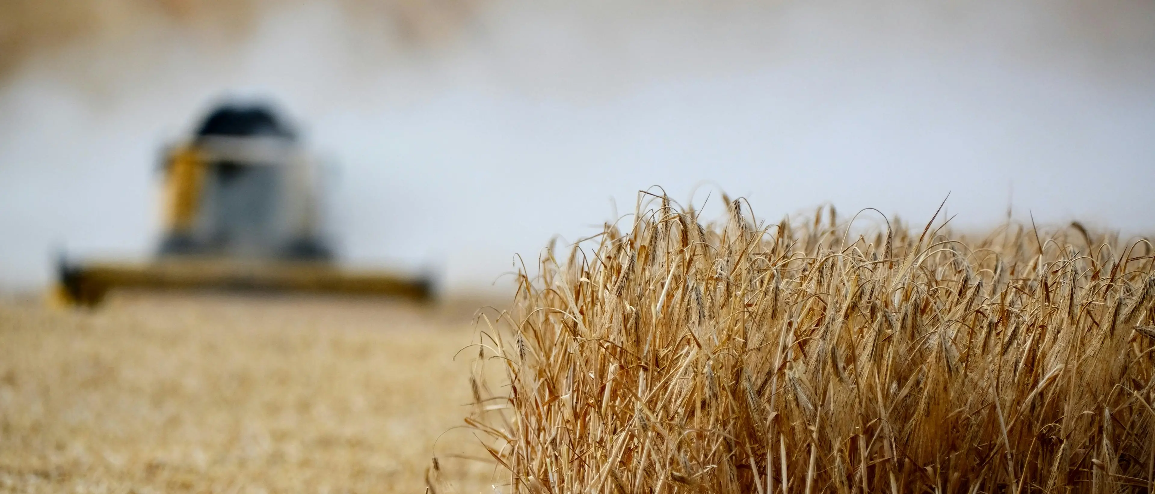 Emergenza siccità, dall’Agea fondi per gli agricoltori: alla Calabria vanno 3,7 milioni di euro