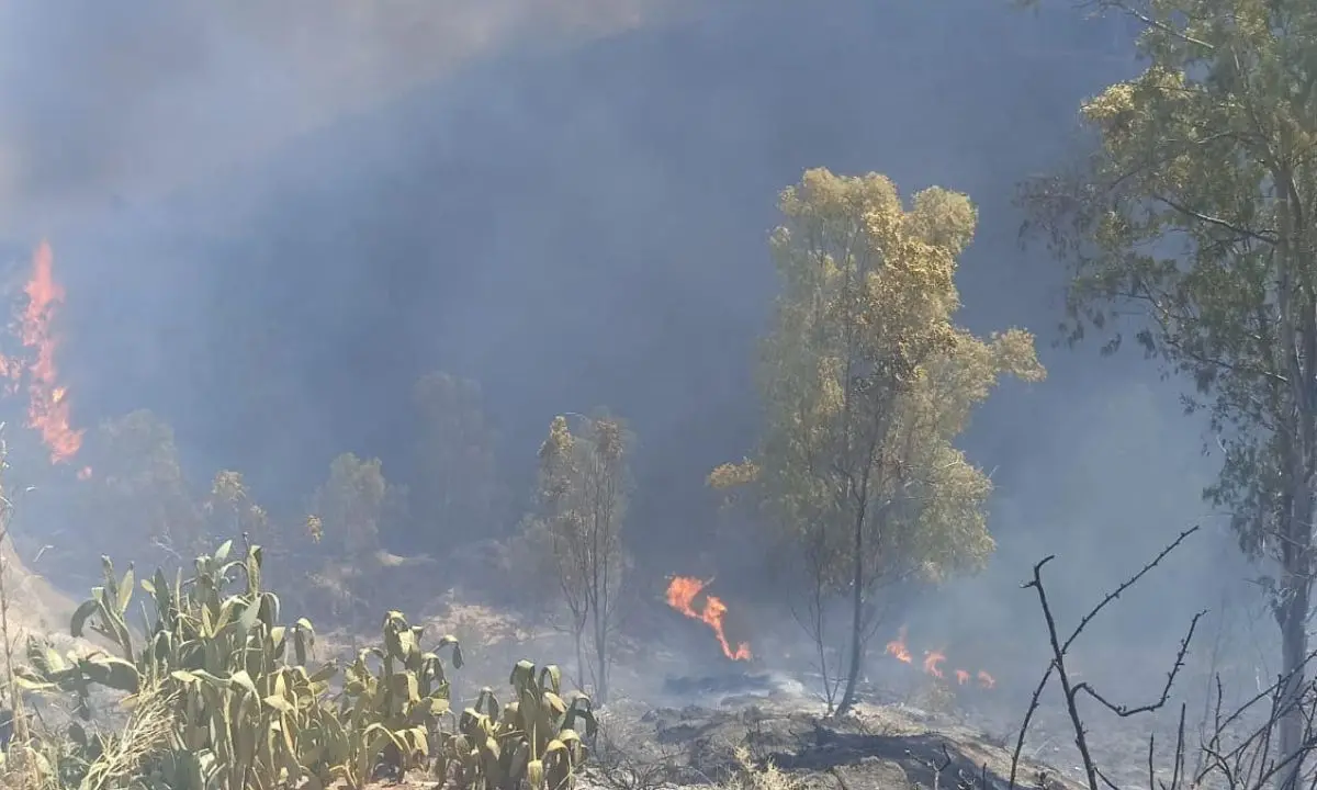 Incendi dolosi sul massiccio del Pollino, l'appello del vescovo di San Marco Argentano Scalea