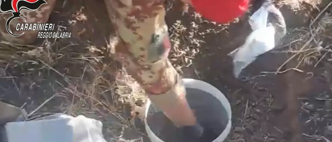 Trovati oltre 30 chili di droga in\u00A0un terreno abbandonato della Locride, era nascosta in due fusti di plastica\n