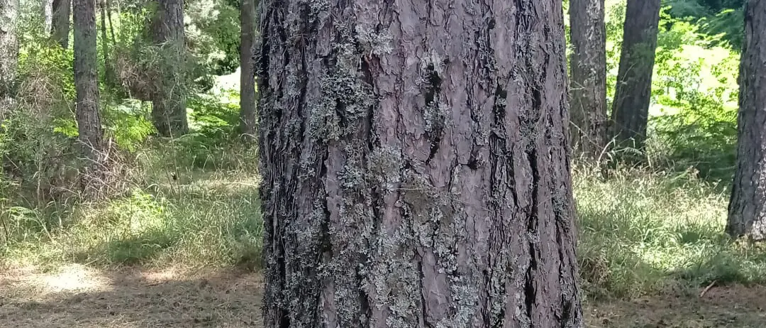 La Pece Brettia è stato il primo prodotto enologico \"certificato\" e \"protetto\" del Mediterraneo\n