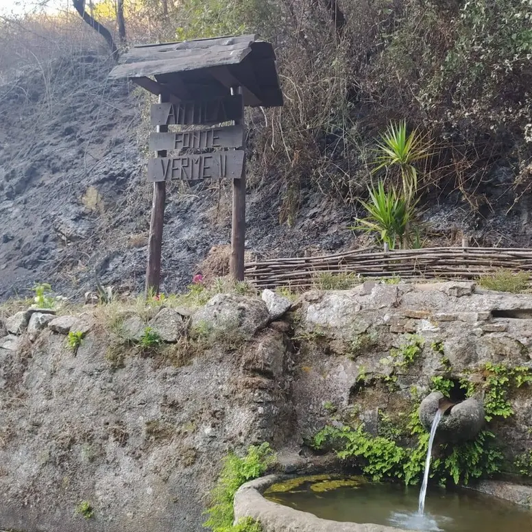 Bagnara, incendiato campo di grano antico gestito da volontari: «Non ci fermeremo»\n