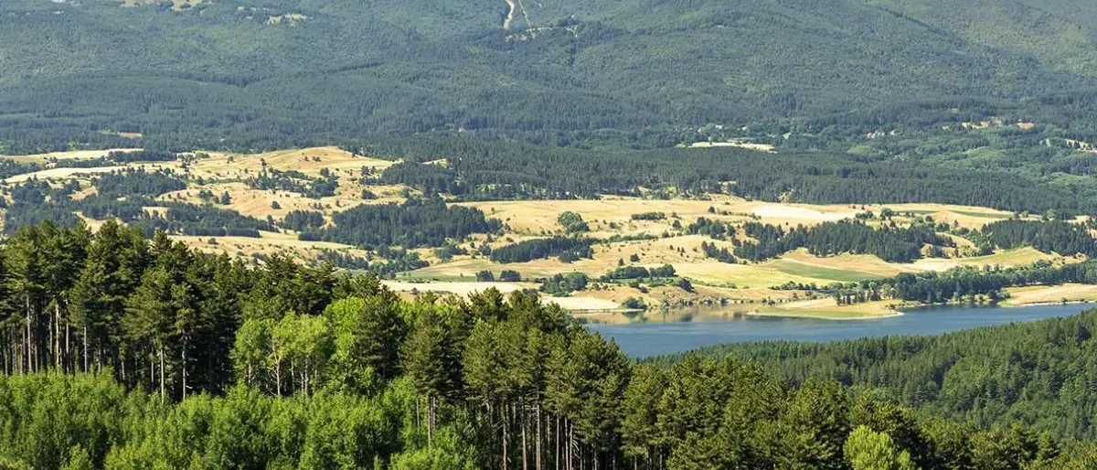 Sila, la foresta del futuro: Il Parco diventa un laboratorio a cielo aperto per combattere il cambiamento climatico\n