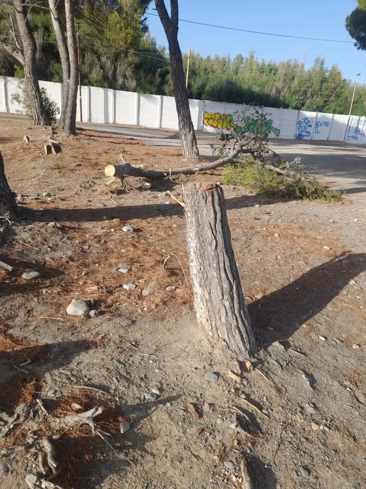 Pineta di Zolfara nel mirino: un albero abbattuto da giovani in cerca di legna
