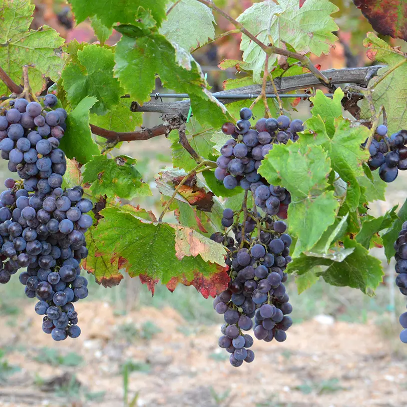 Geografia dei vini bio in Italia: Sicilia, Veneto e Toscana in testa alla classifica delle quantità prodotte\n