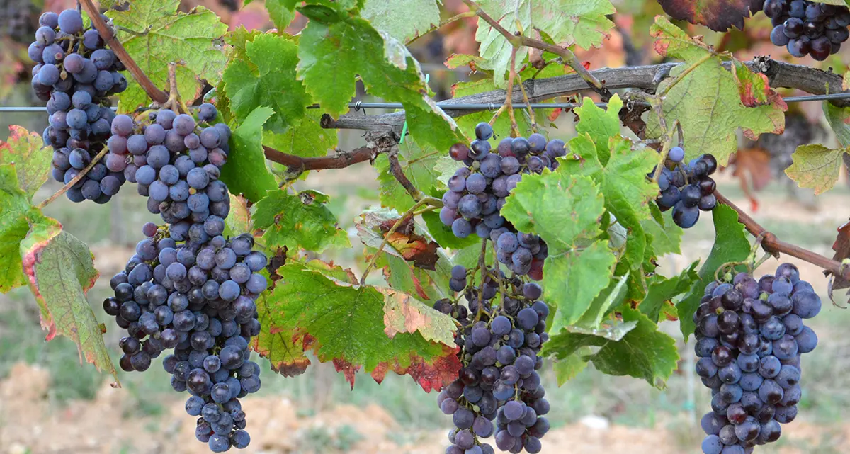 Geografia dei vini bio in Italia: Sicilia, Veneto e Toscana in testa alla classifica delle quantità prodotte\n