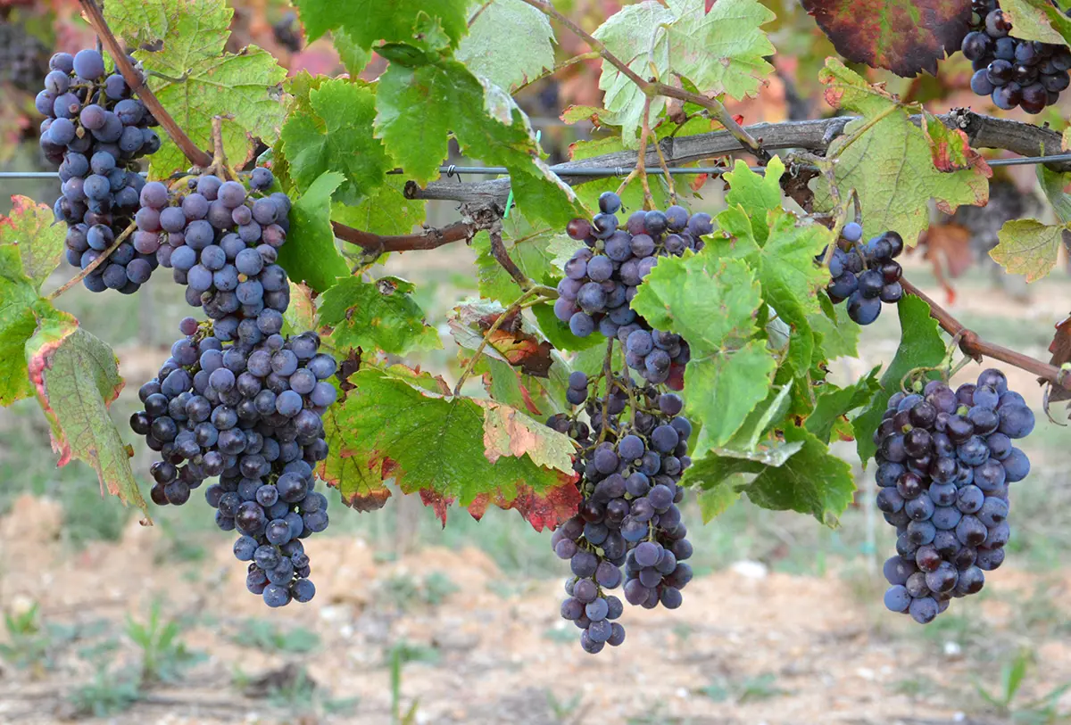Geografia dei vini bio in Italia: Sicilia, Veneto e Toscana in testa alla classifica delle quantità prodotte\n
