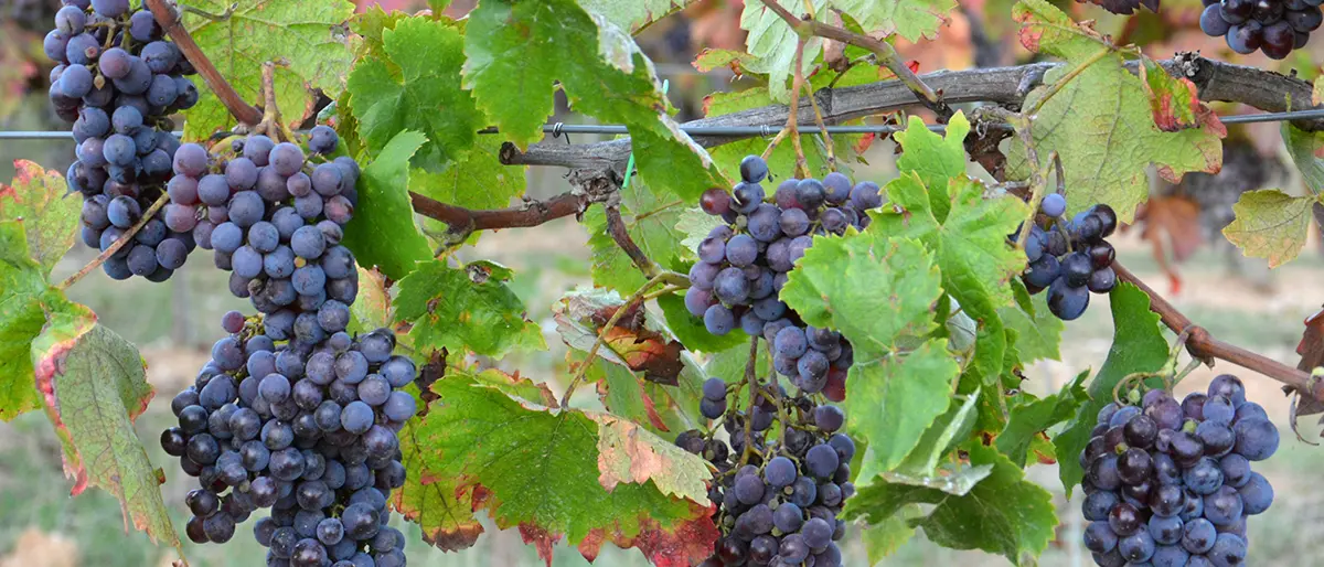 Geografia dei vini bio in Italia: Sicilia, Veneto e Toscana in testa alla classifica delle quantità prodotte\n