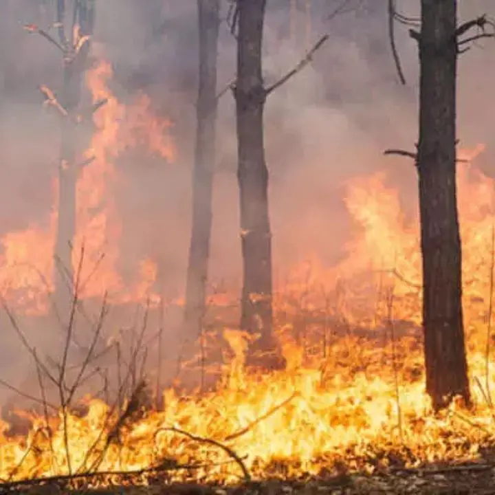 Ancora incendi in Calabria, è emergenza nel Cosentino: decine\u00A0di roghi e risorse aeree insufficienti\n