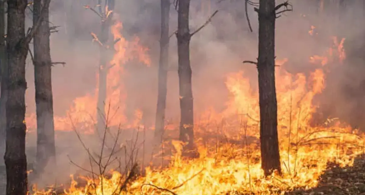 Ancora incendi in Calabria, è emergenza nel Cosentino: decine\u00A0di roghi e risorse aeree insufficienti\n
