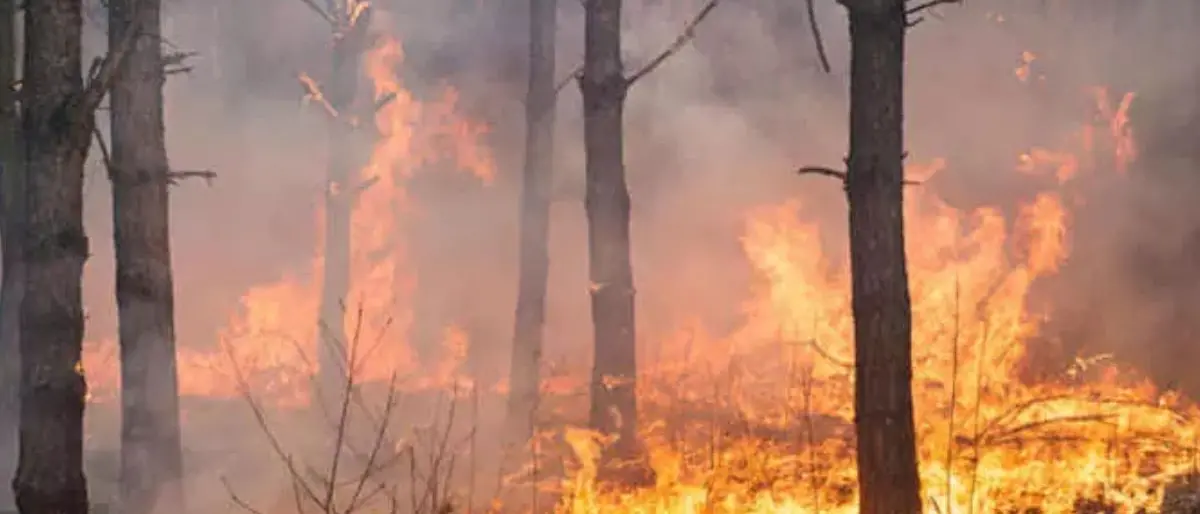 Ancora incendi in Calabria, è emergenza nel Cosentino: decine\u00A0di roghi e risorse aeree insufficienti\n