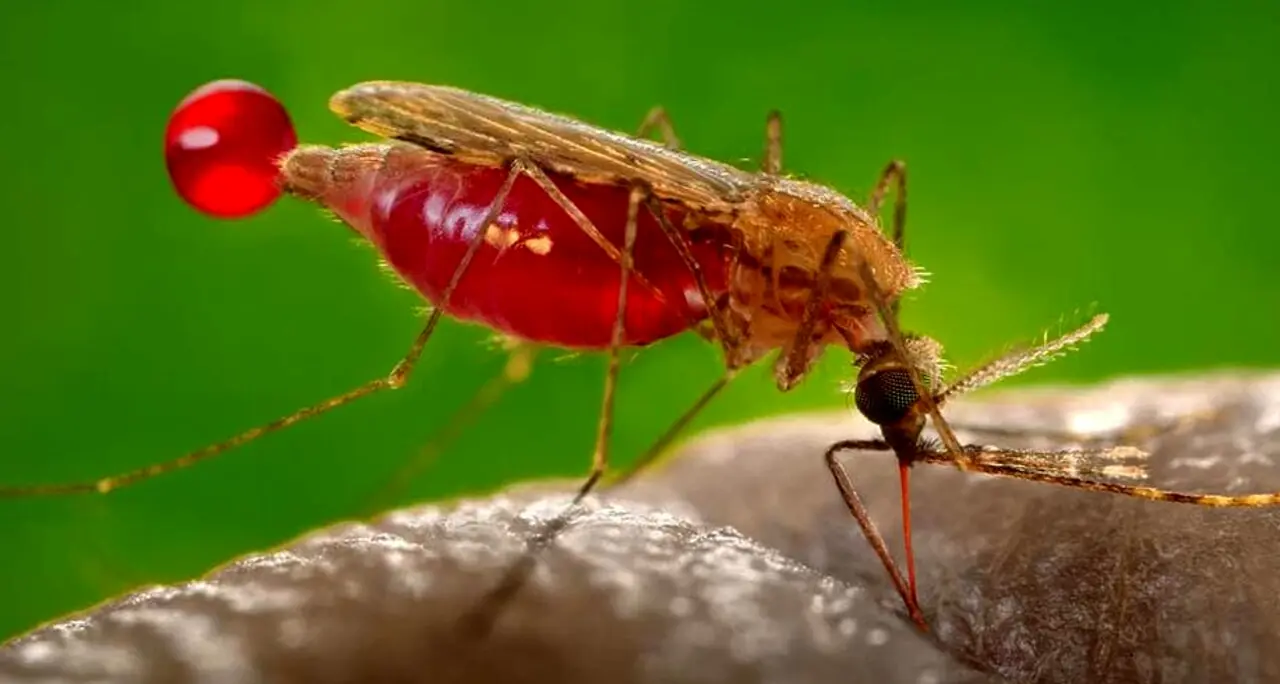 Virus West Nile, segnalato un caso sospetto a Rende: disposta una disinfestazione straordinaria