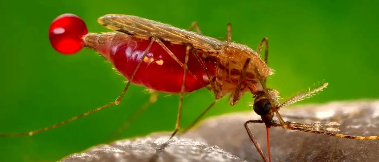 Virus West\u00A0Nile, segnalato un caso sospetto a Rende: disposta\u00A0una\u00A0disinfestazione straordinaria\n