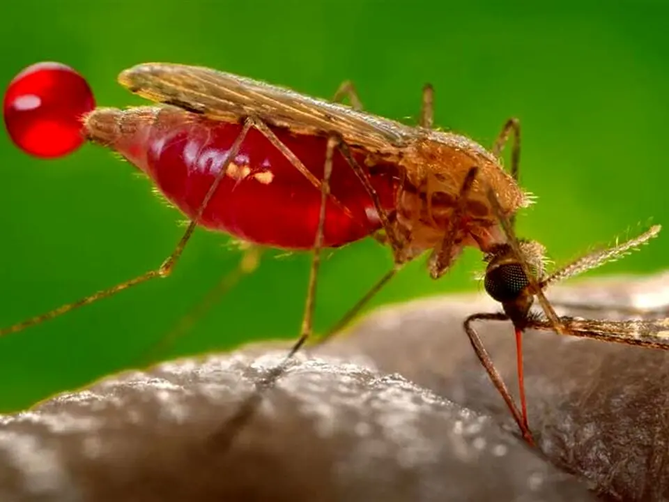 Virus West Nile, segnalato un caso sospetto a Rende: disposta una disinfestazione straordinaria
