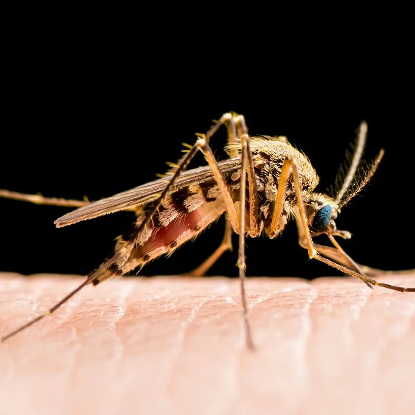 West Nile, ancora un morto in Campania: è l’ottavo in Italia