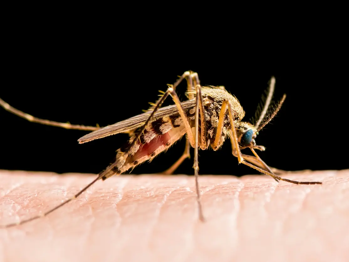 West Nile, ancora un morto in Campania: è l’ottavo in Italia