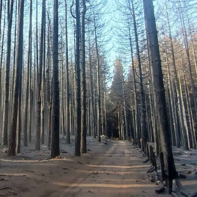 Roghi minacciano anche il bosco della Sila, l'allarme della Lipu
