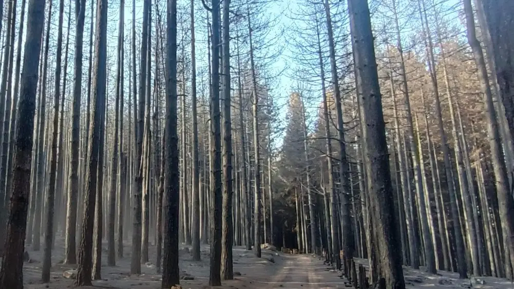 Incendi in Sila, foto di Gianluca Congi