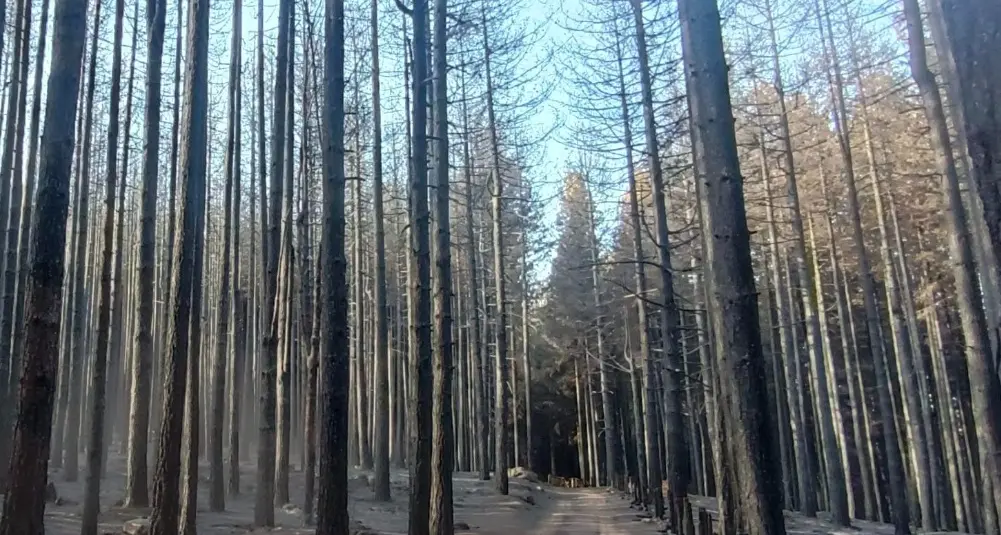 Incendi danneggiano il bosco Lamparo nel Parco della Sila, il gruppo locale Lipu: «Uno scempio»\n