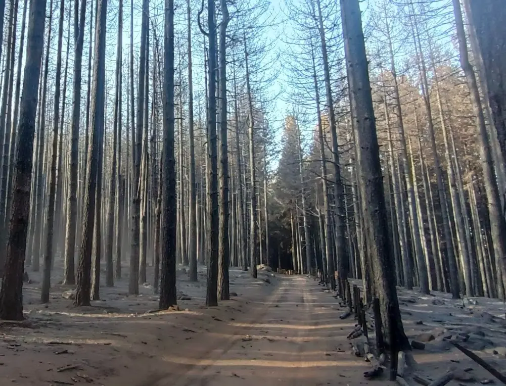 Incendi danneggiano il bosco Lamparo nel Parco della Sila, il gruppo locale Lipu: «Uno scempio»\n