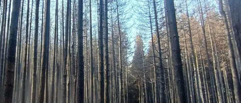 Incendi danneggiano il bosco Lamparo nel Parco della Sila, il gruppo locale Lipu: «Uno scempio»\n