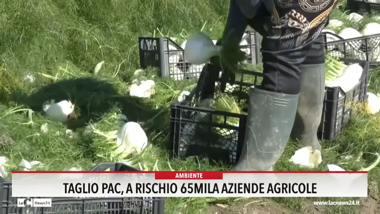 Taglio pac, a rischio 65mila aziende agricole