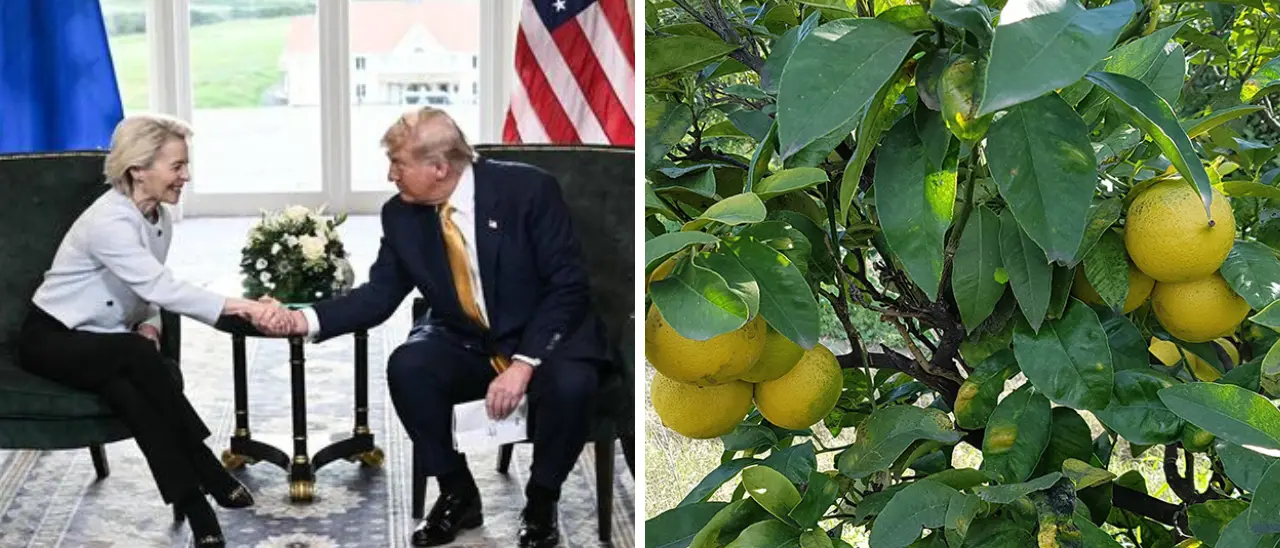 Accordo\u00A0Usa-Ue sui dazi al 15%: dubbi sui farmaci e possibili grane in vista per la Calabria e il suo bergamotto