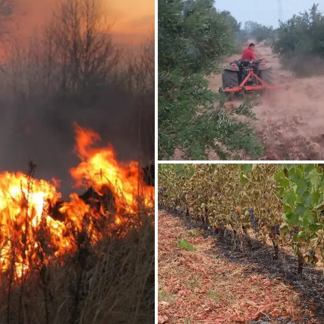 Calabria in fiamme, imprese agricole rassegnate al disastro: «Gli incendi come una tassa da pagare»