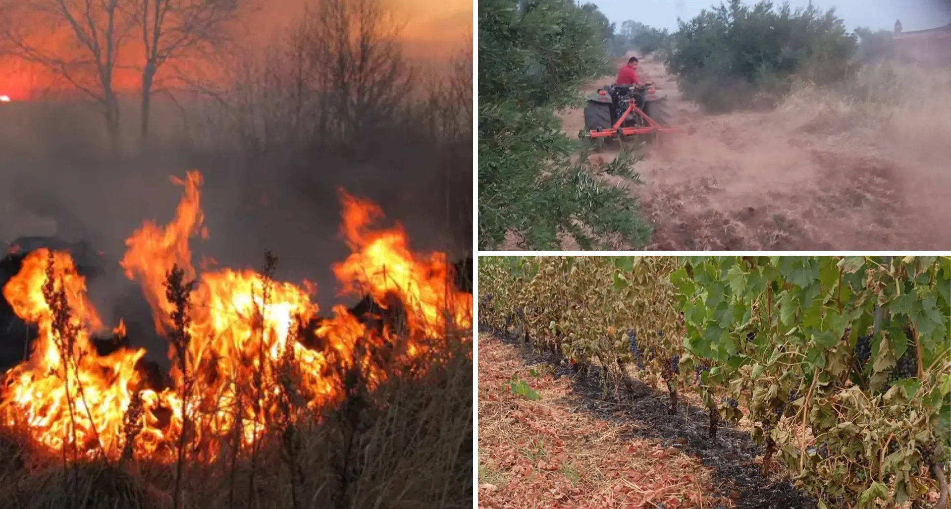 Calabria in fiamme, imprese agricole rassegnate al disastro: «Gli incendi come una tassa da pagare»
