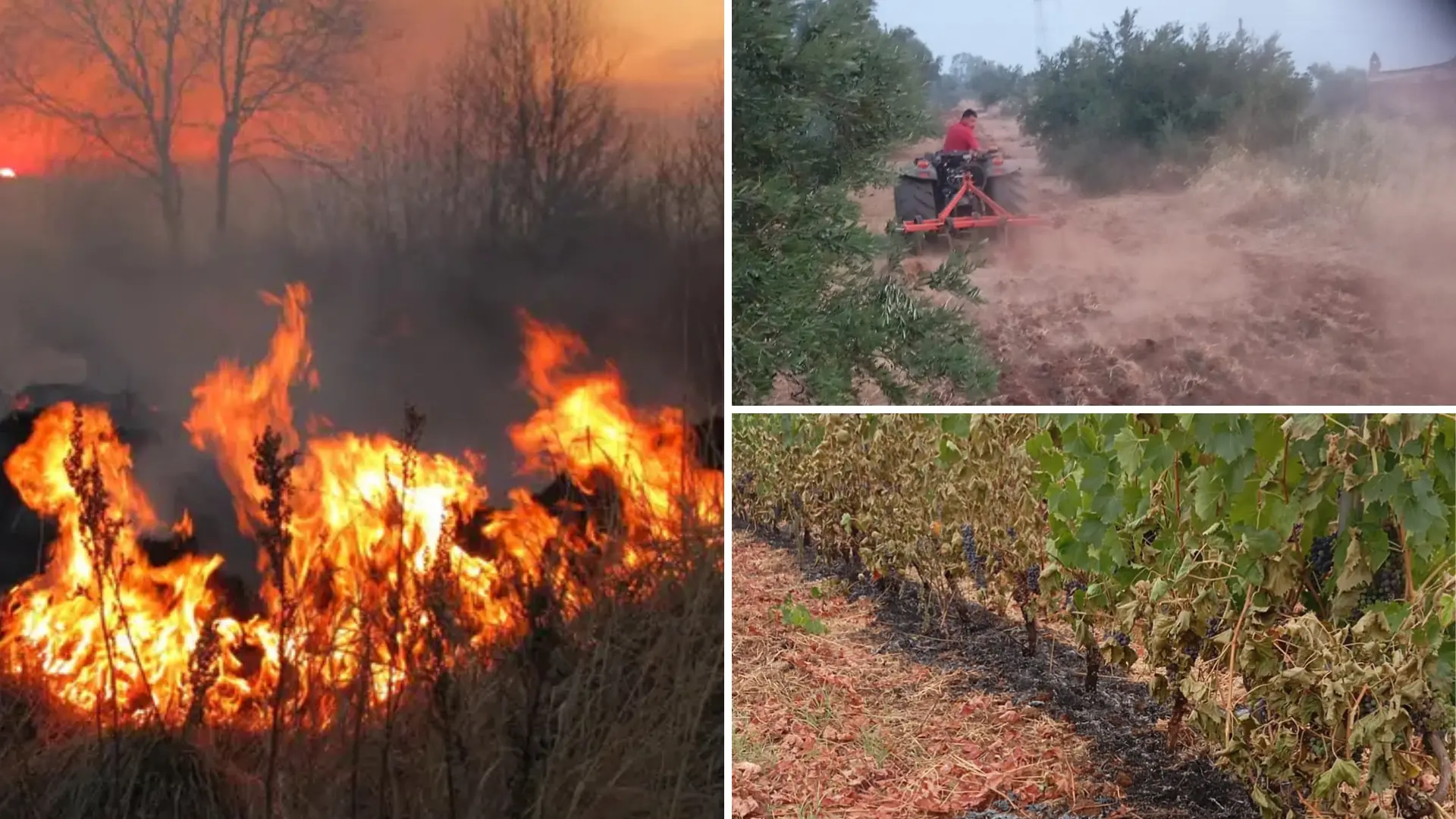 Agricoltori e imprenditori rassegnati agli incendi: «In Calabria è come una tassa da pagare»