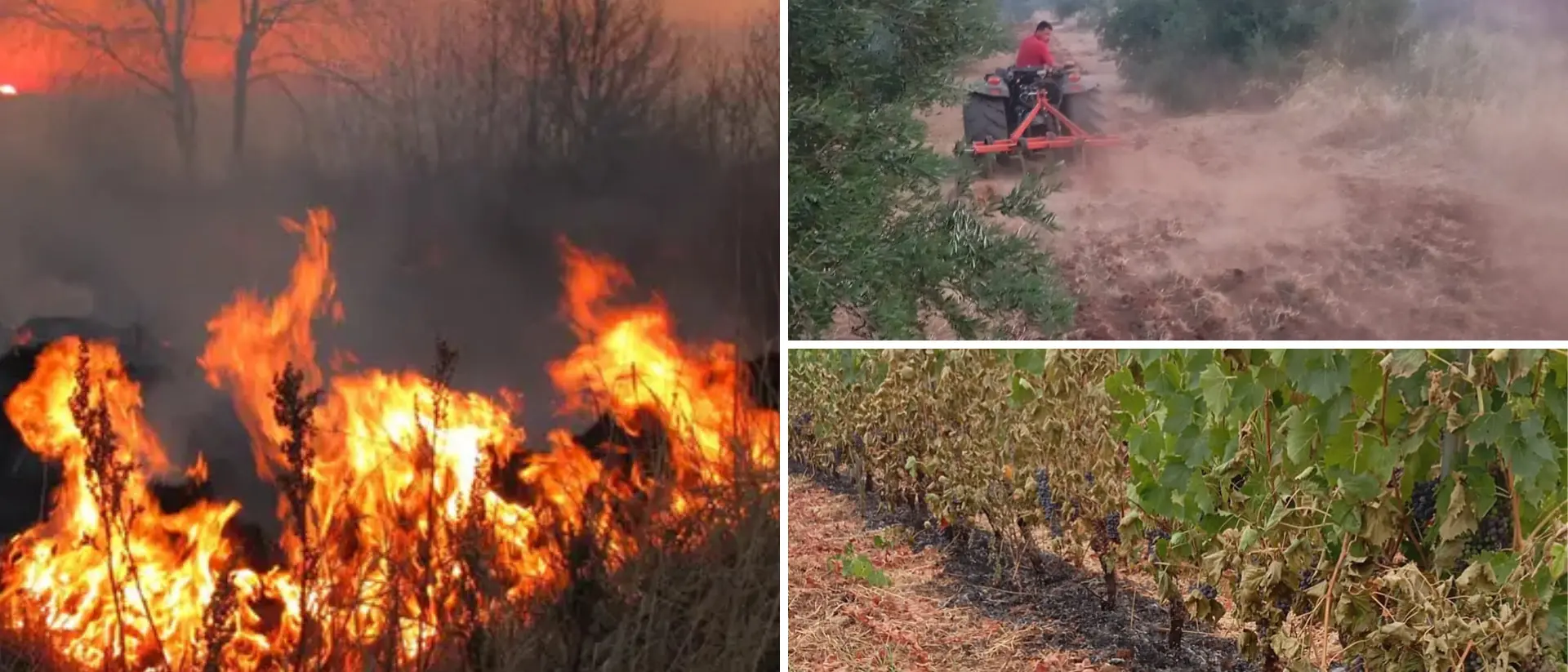 Agricoltori e imprenditori rassegnati agli incendi: «In Calabria è come una tassa da pagare»