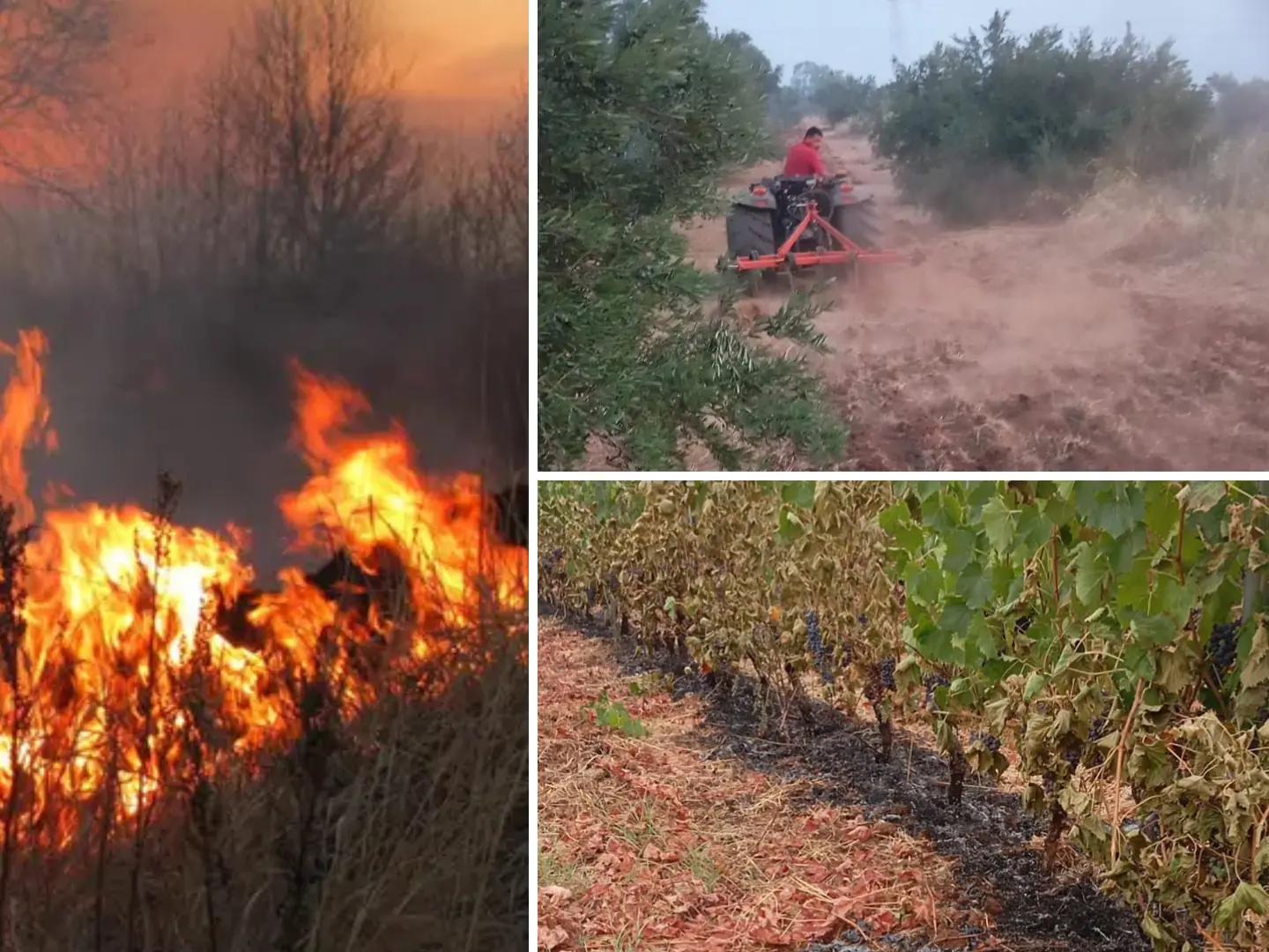 Agricoltori e imprenditori rassegnati agli incendi: «In Calabria è come una tassa da pagare»