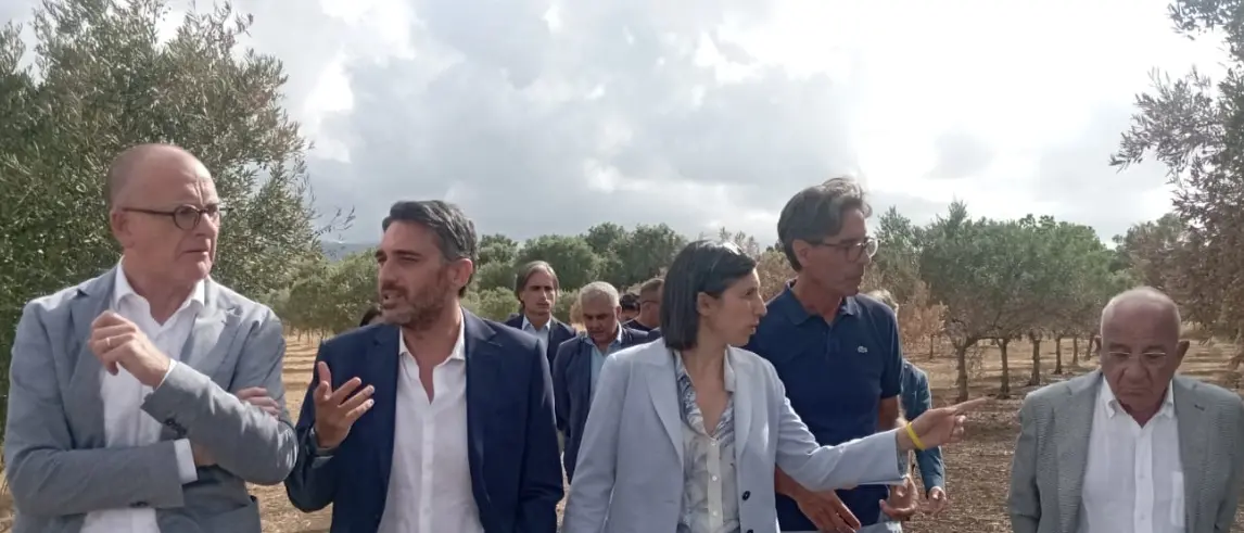 Valle del Marro sotto attacco, il sostegno di Elly Schlein: «La ’ndrangheta ha paura di questa coop, saremo al suo fianco»\n