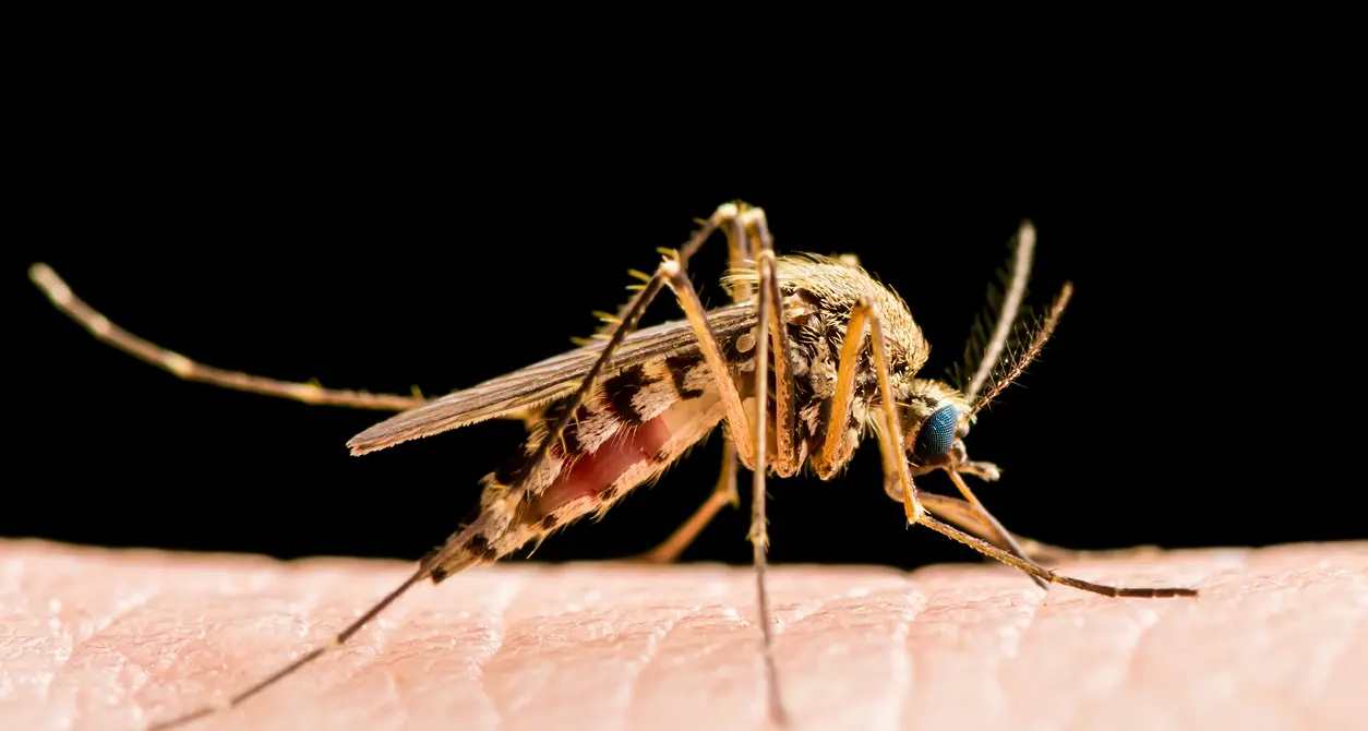West Nile, 9 morti in Italia: il virus delle zanzare che preoccupa gli ospedali e allerta le regioni\n