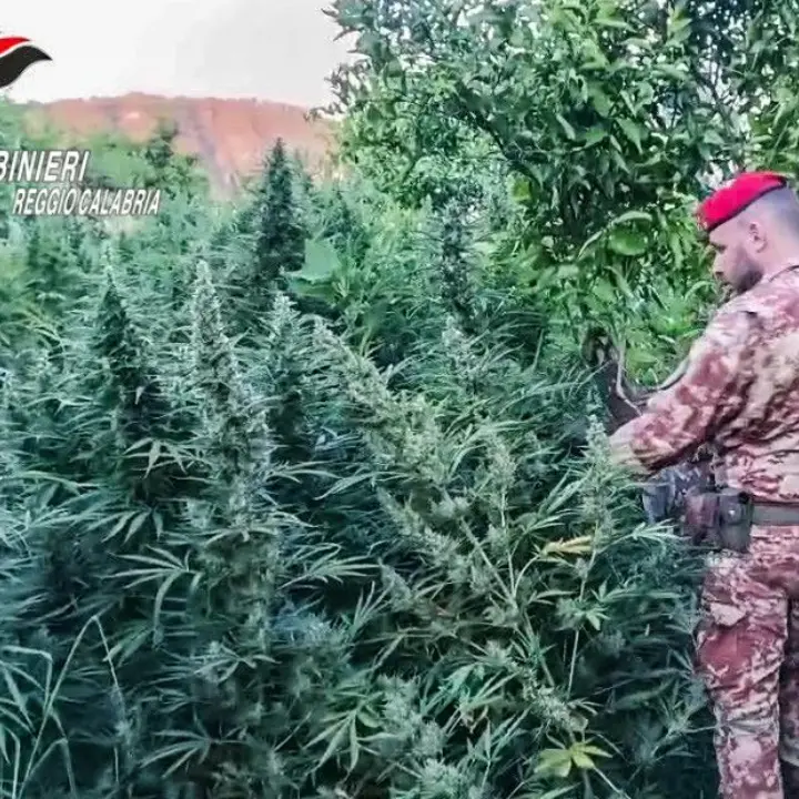 Maxi piantagione di marijuana, armi e munizioni da guerra: sequestri nel cuore della Locride\n