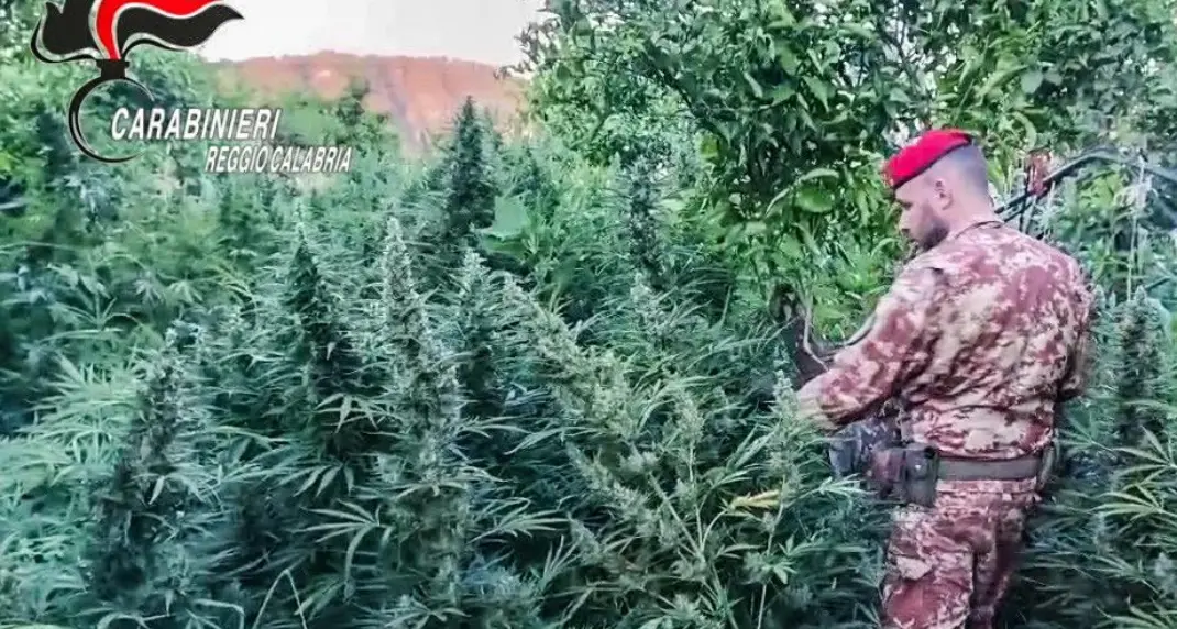 Maxi piantagione di marijuana, armi e munizioni da guerra: sequestri nel cuore della Locride\n