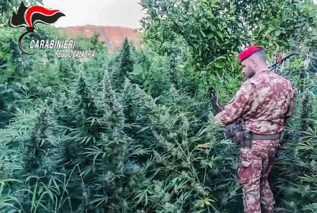 Maxi piantagione di marijuana, armi e munizioni da guerra: sequestri nel cuore della Locride\n