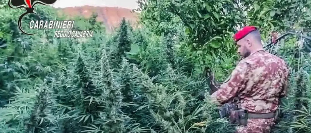 Maxi piantagione di marijuana, armi e munizioni da guerra: sequestri nel cuore della Locride\n