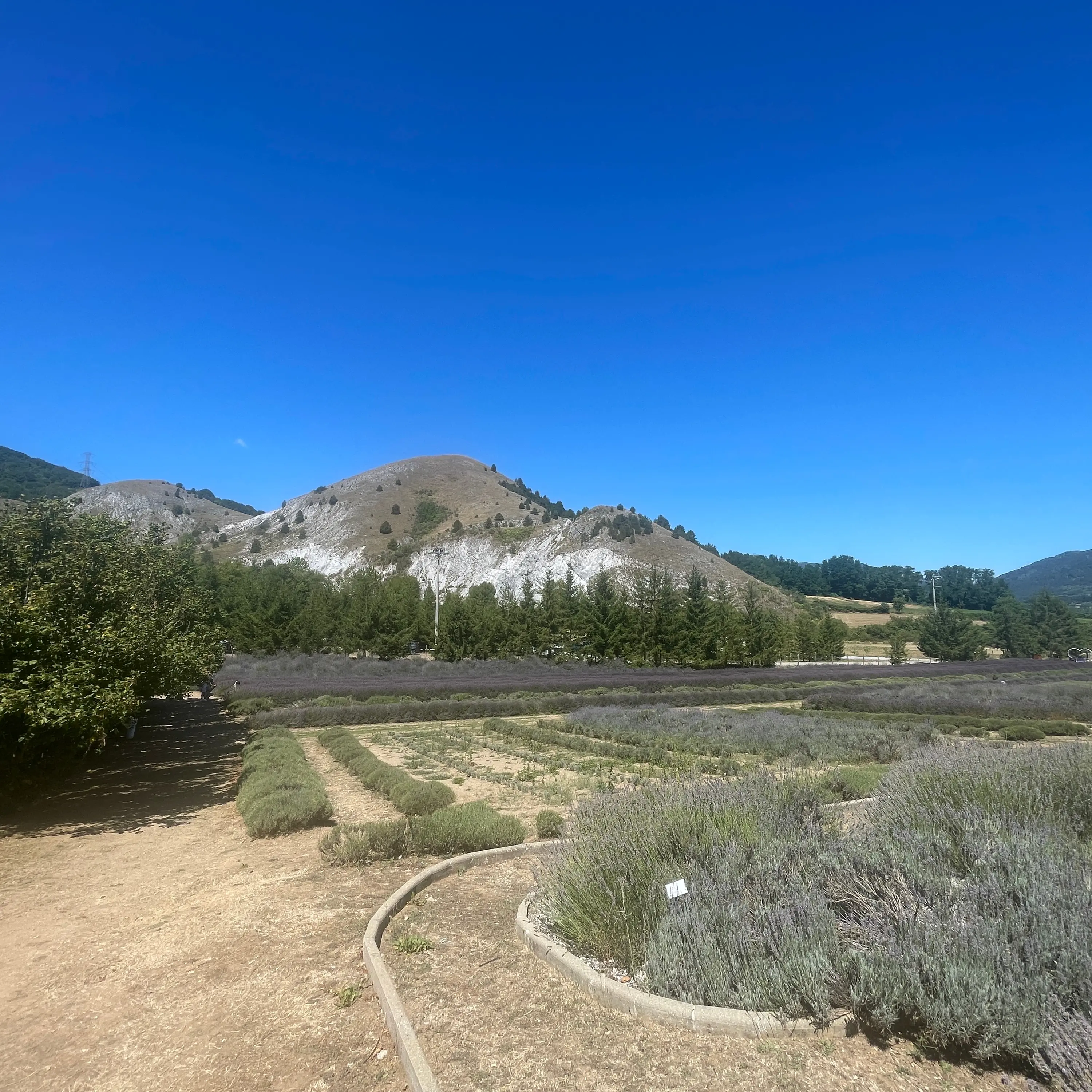 Il Parco della Lavanda di Campotenese, uno spettacolo naturale nel cuore del Pollino