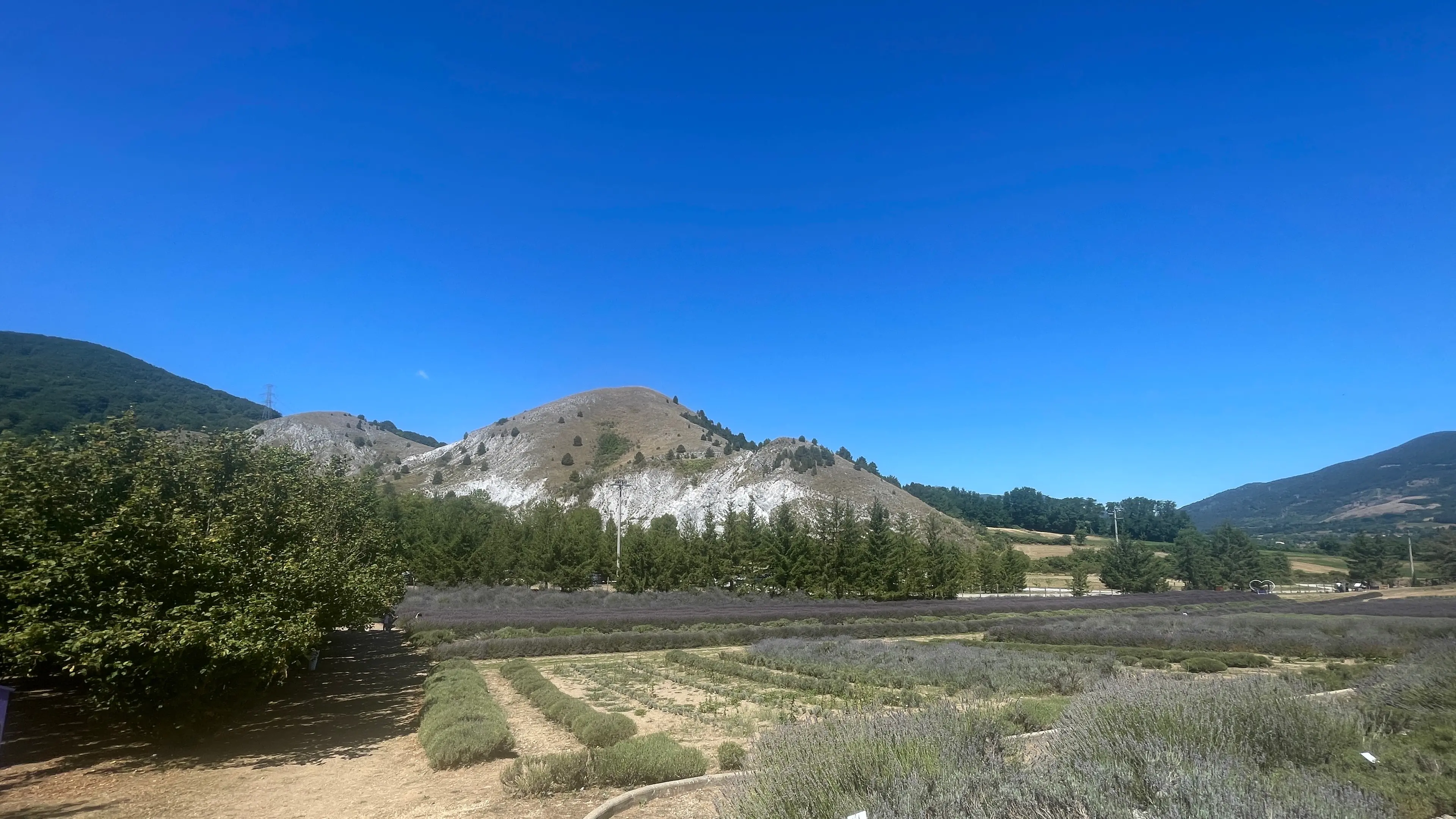 Il Parco della Lavanda di Campotenese, uno spettacolo naturale nel cuore del Pollino