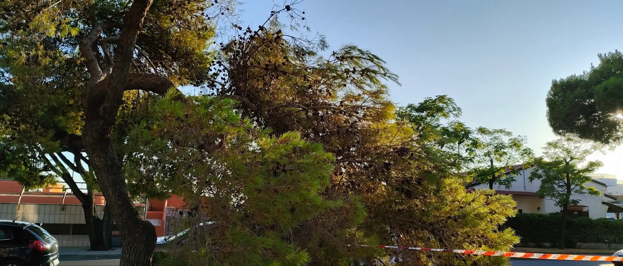 Praia, ramo di pino si stacca improvvisamente in Piazza Municipio\n