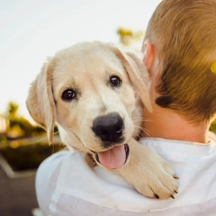 Cani e gatti sempre più parte della famiglia: tra lettiere smart, hotel di lusso e star dei social l’industria dei pet vola a 430 miliardi\n