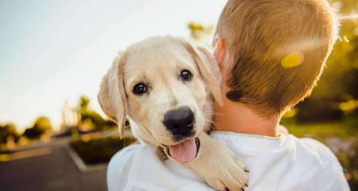 Cani e gatti sempre più parte della famiglia: tra lettiere smart, hotel di lusso e star dei social l’industria dei pet vola a 430 miliardi\n