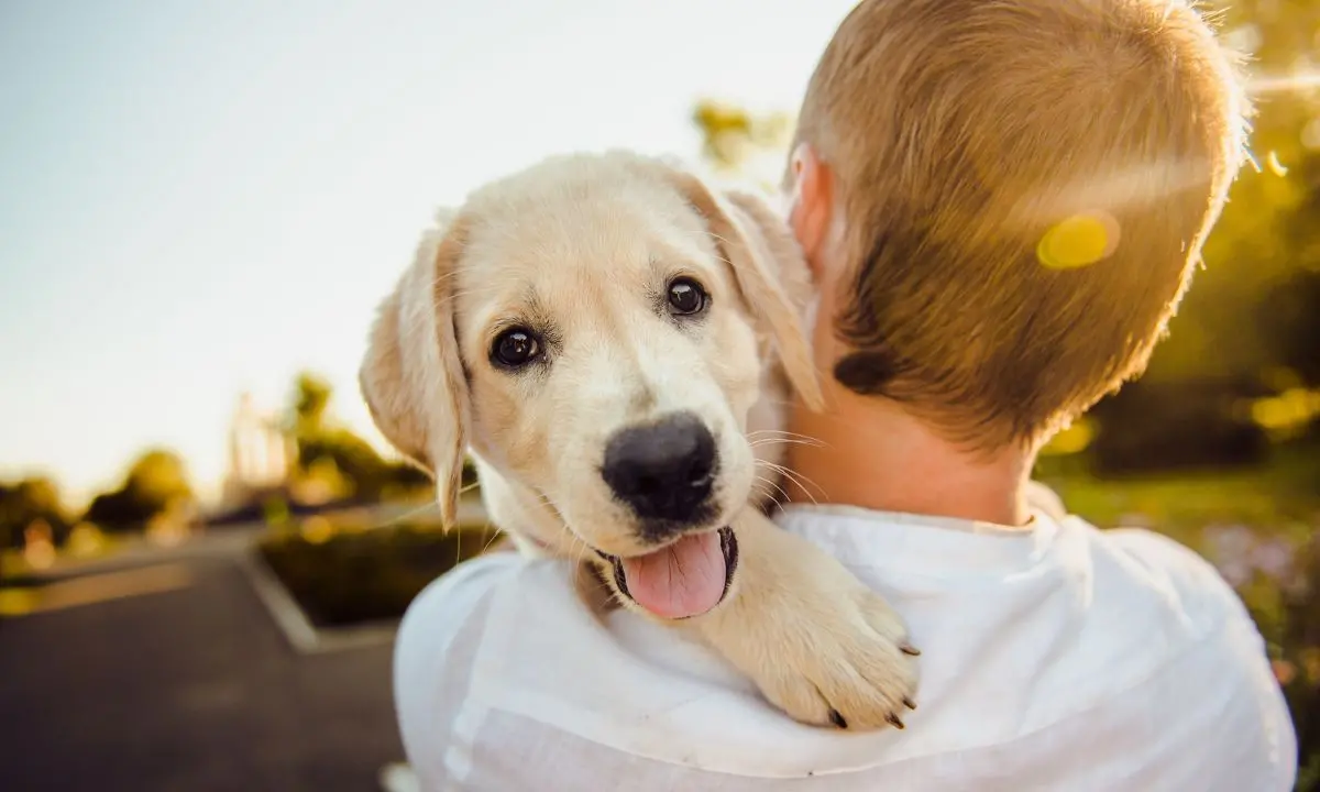 Cani e gatti sempre più parte della famiglia: tra lettiere smart, hotel di lusso e star dei social l’industria dei pet vola a 430 miliardi\n