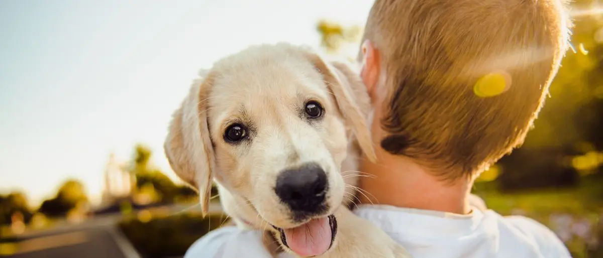 Cani e gatti sempre più parte della famiglia: tra lettiere smart, hotel di lusso e star dei social l’industria dei pet vola a 430 miliardi\n