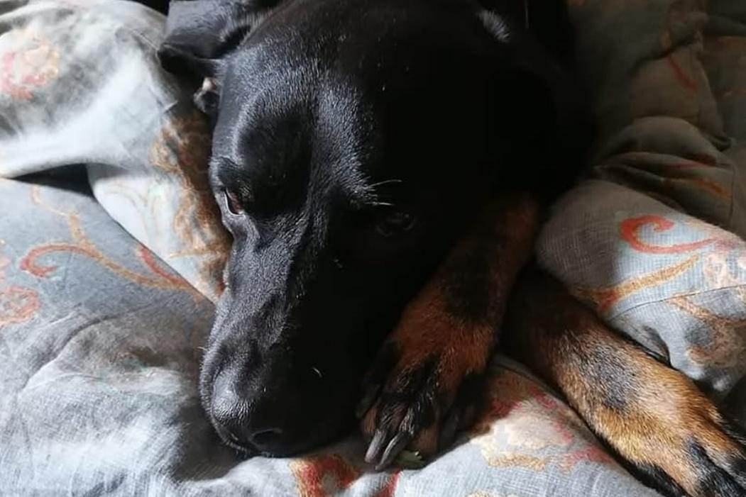 Chiaravalle, cane veglia il padrone morto d'infarto