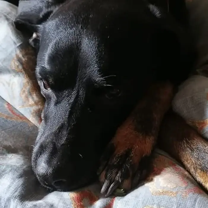 Veglia sul suo\u00A0padrone morto d’infarto, i lamenti attirano il vicino che trova il cane accanto al corpo\u00A0\n