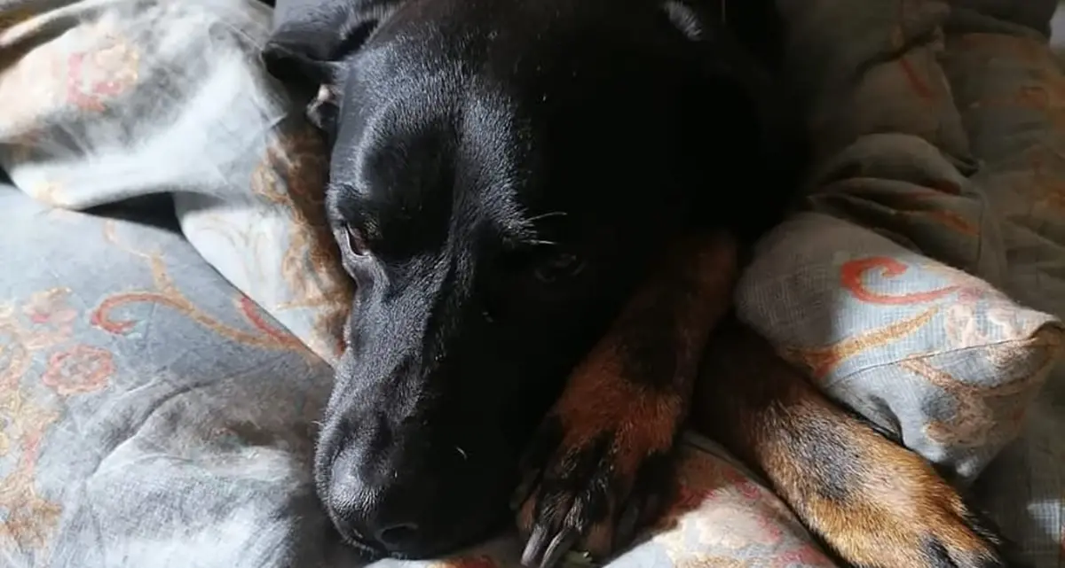 Veglia sul suo\u00A0padrone morto d’infarto, i lamenti attirano il vicino che trova il cane accanto al corpo\u00A0\n