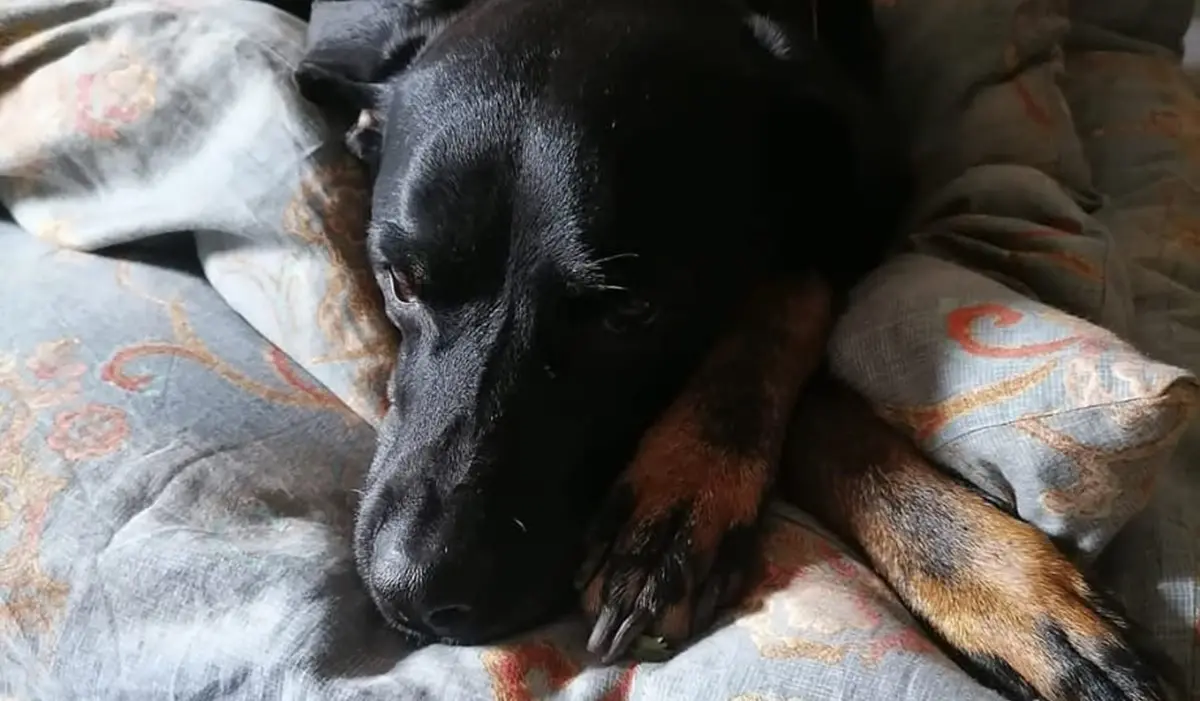 Veglia sul suo\u00A0padrone morto d’infarto, i lamenti attirano il vicino che trova il cane accanto al corpo\u00A0\n