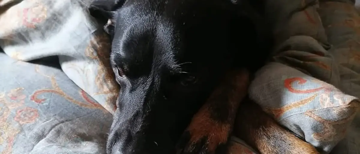 Veglia sul suo\u00A0padrone morto d’infarto, i lamenti attirano il vicino che trova il cane accanto al corpo\u00A0\n