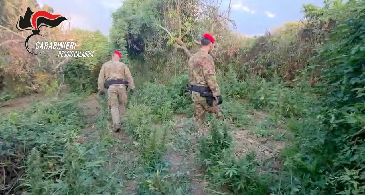 Maxi piantagione di marijuana scoperta nel Vibonese: due arresti\n